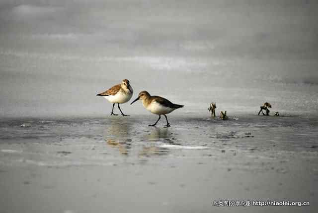 洞庭湖冰天雪地中的鸟类 洞庭湖冰天雪地中的鸟类