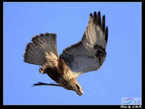 鵟的百变羽色——浅棕型