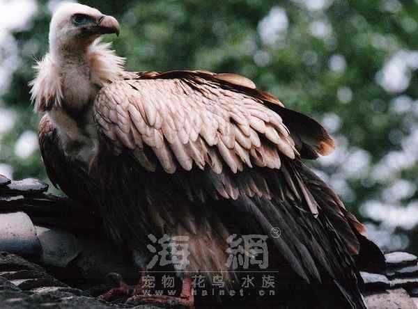 世界著名鸟类——部分猛禽