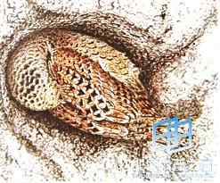 鸟类到底睡不睡觉? 鸟类到底睡不睡觉?