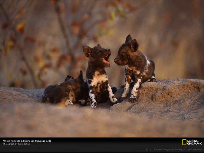 好看的动物图片(4)