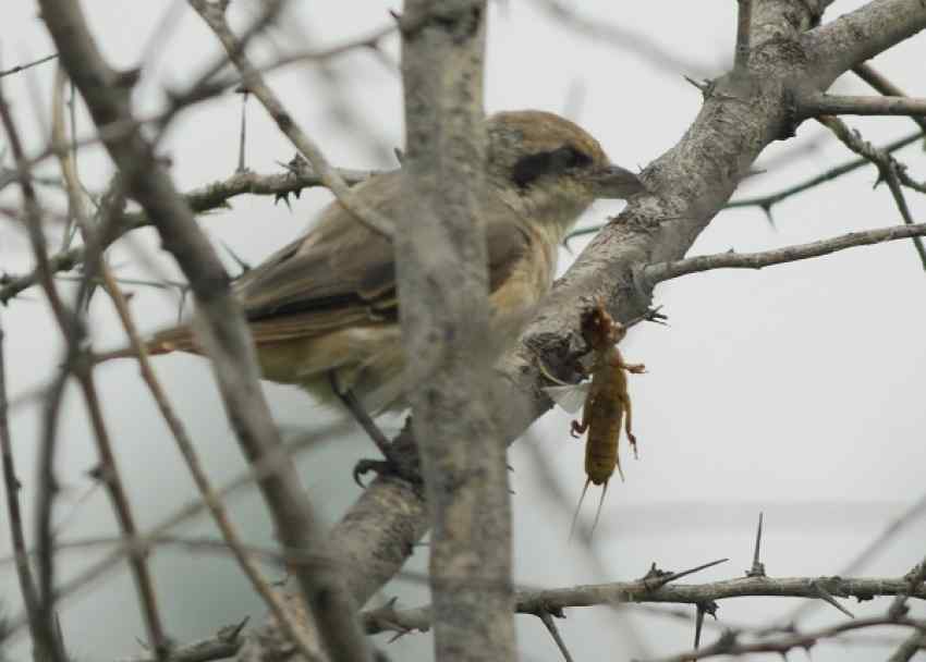 红尾伯劳将食物悬挂撕食