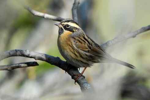 独特的高原生态系统——巴音布鲁克湿地