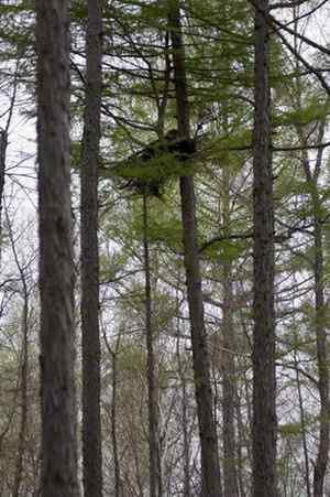 [组图]乌林鸮 Great Grey Owl的巢