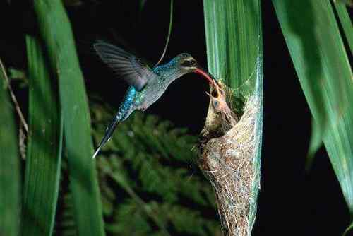 各种有意思的鸟巢