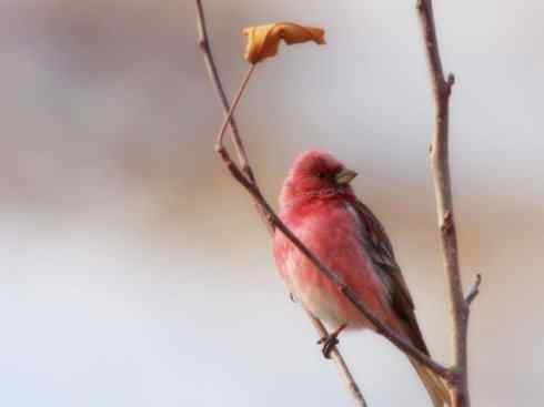 美丽无罪：雀鸟之雀类