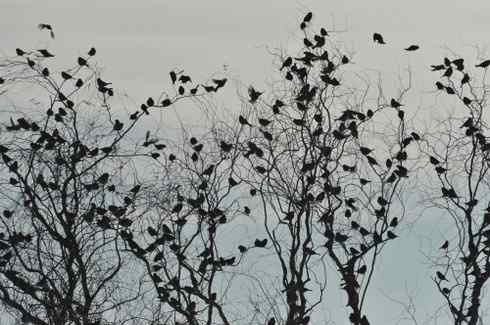 林甸的冬天——冰天雪地的鸟儿