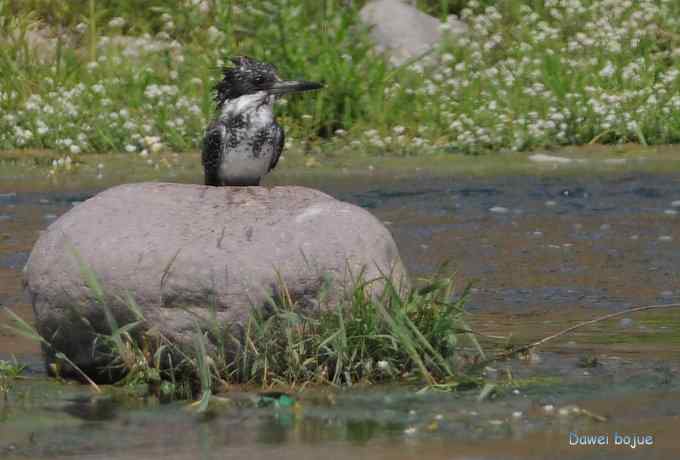 十渡的黑鹳和苍鹭