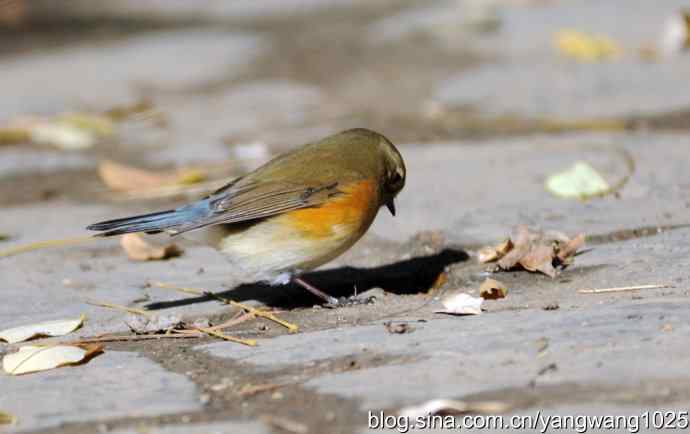 阳光下的红肋蓝尾鸲 wbr wbr2