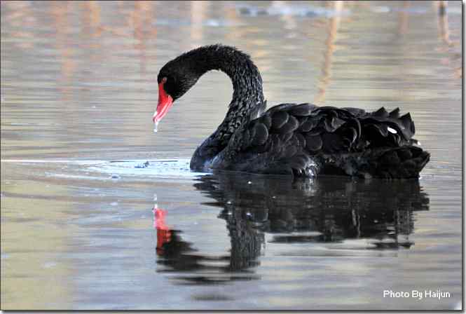 点击图片或使用键盘← →翻页