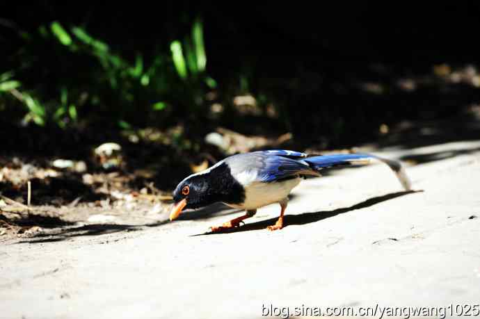 红嘴蓝鹊（3）