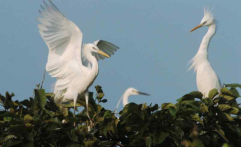 中国的珍稀鸟类 福建观鸟会在行动！