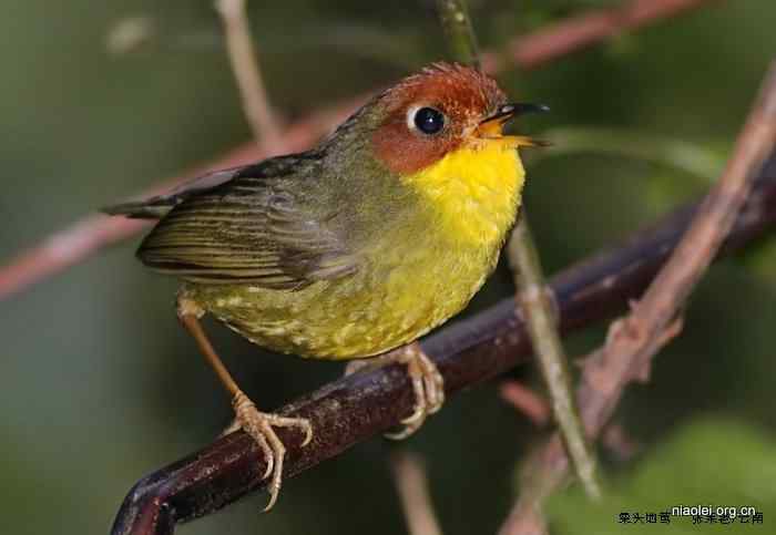 云南三种地莺：栗头地莺、灰腹地莺、金冠地莺