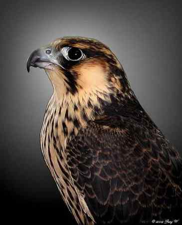 捕鼠的猛禽——看看他们的嘴