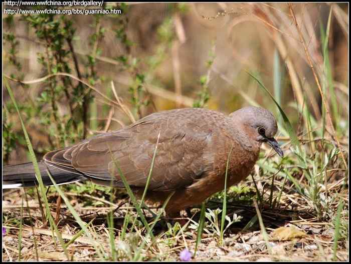 鸟与史料——斑鸠