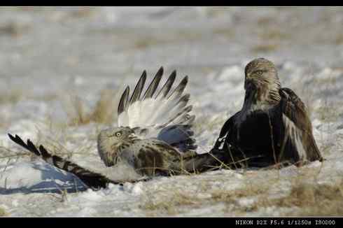鵟的百变羽色——土灰型