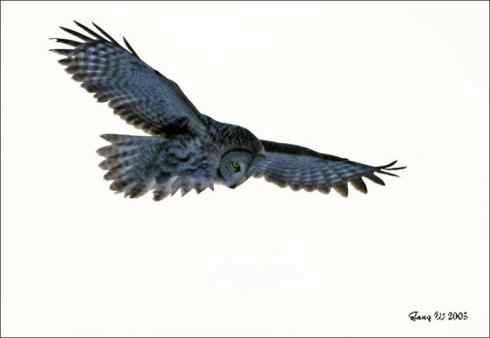 图说乌林鸮的消音器