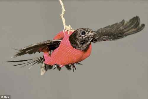 雨燕穿马甲 有爱的以色列动物医院