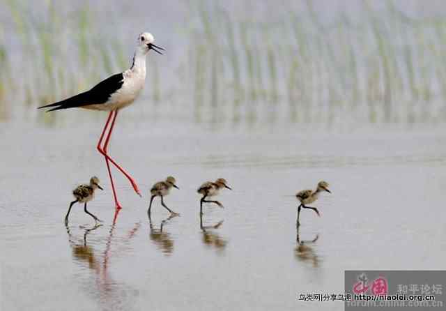 辽宁湿地鸟王李海杰鸟类摄影作品欣赏 辽宁湿地鸟王李海杰鸟类摄影作品欣赏
