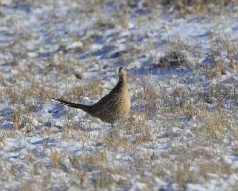 林甸的冬天——冰天雪地的鸟儿
