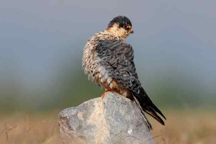 阿穆尔隼:野鸭湖黎明观猛* 阿穆尔隼:野鸭湖黎明观猛*