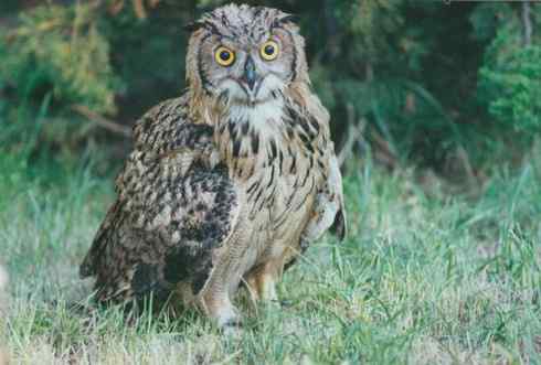 最大的猫头鹰——雕枭