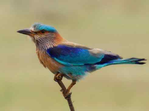 绝色攀禽：佛法僧目之佛法僧