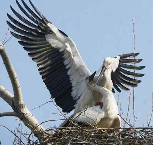 交配中的东方白鹳