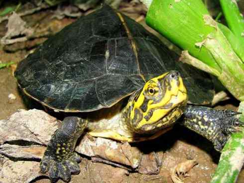 玄武：传说的兽原型探秘（潮龟）