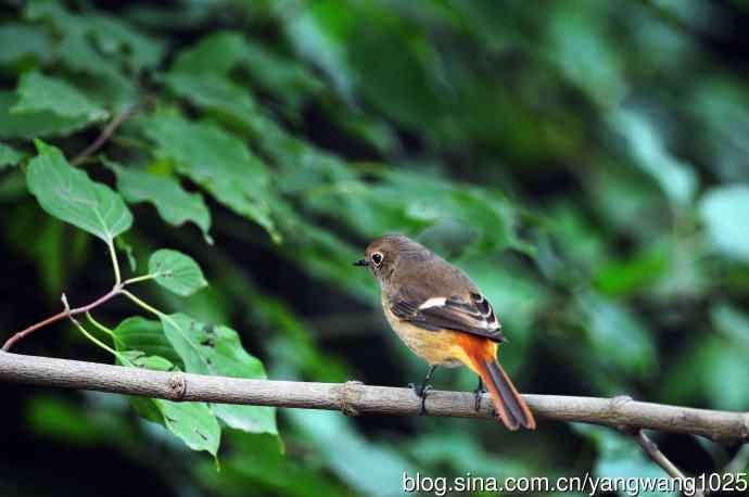 雌性北红尾鸲(10) 雌性北红尾鸲(10)