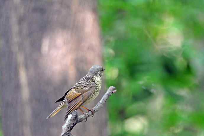 雌性白喉矶鸫（1）