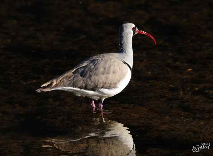 白河峡谷 wbr路 wbr鹮(huán wbr)嘴鹬(yù) 白河峡谷 wbr路 wbr鹮(huán wbr)嘴鹬(yù)