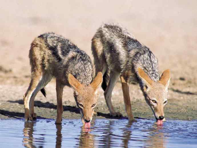 犬科:犬亚科犬属之金豺、黑背豺(胡狼类) 犬科:犬亚科犬属之金豺、黑背豺(胡狼类)