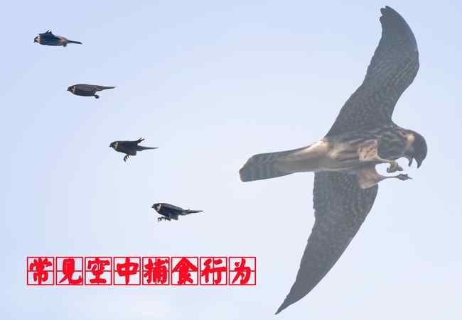 猛禽大全——中国东部地区27种迁徙类猛禽辨识