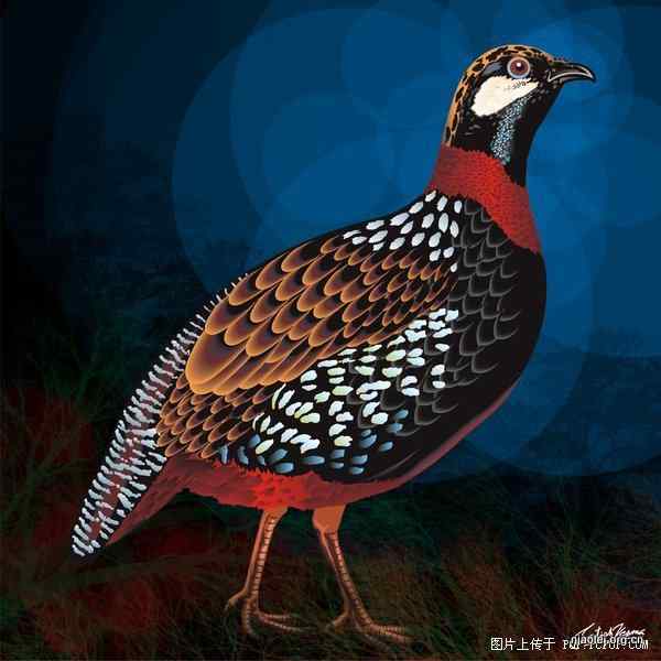 [组图]唯美的印度数字绘画 花草鸟类(47p)