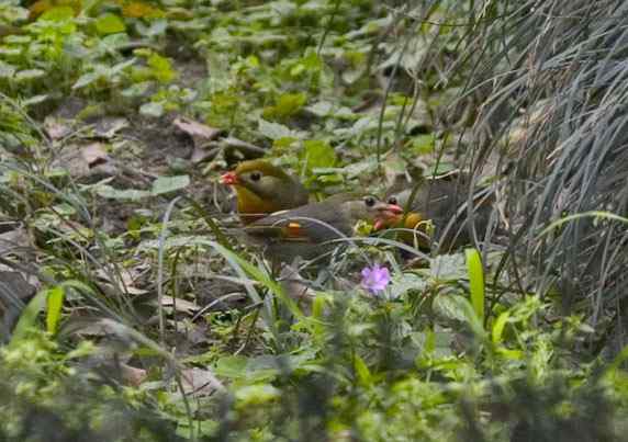 文殊院的灰胸薮鹛