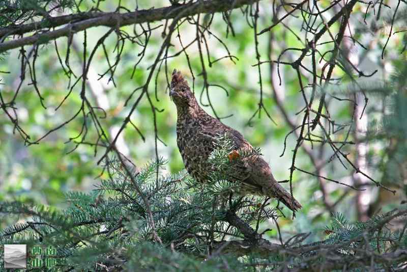 青海·斑尾榛鸡
