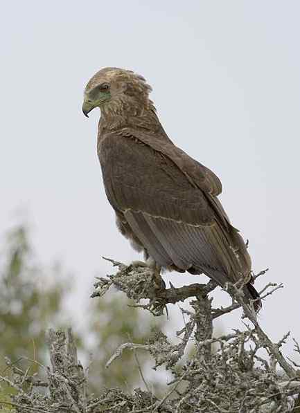 吃蛇的猛禽蛇雕——短尾雕