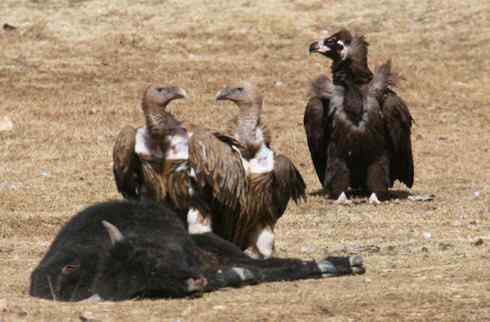 中国的秃鹫