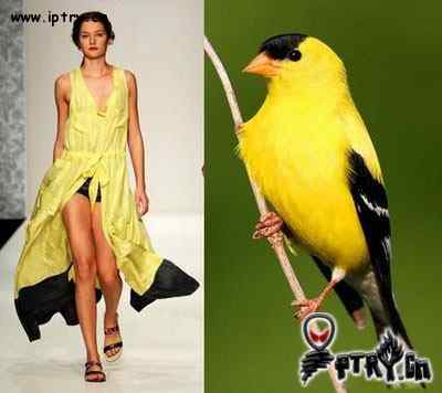 时装模特 VS 鸟儿模特