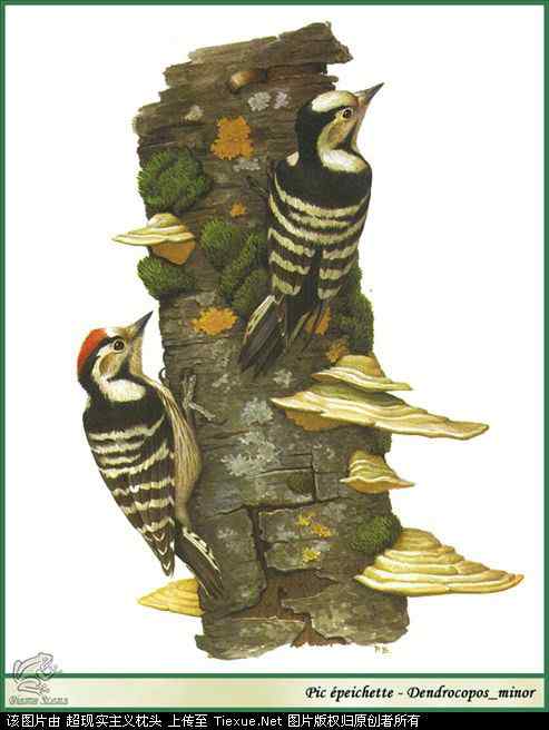 手绘画第5辑——猛禽和啄木鸟