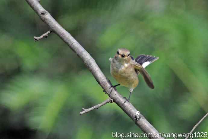 秋天的红喉姬鹟(8) 秋天的红喉姬鹟(8)