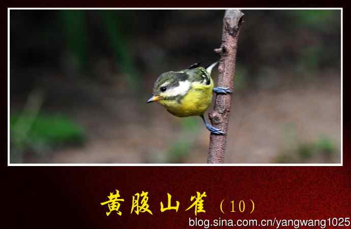 黄腹山雀（10）