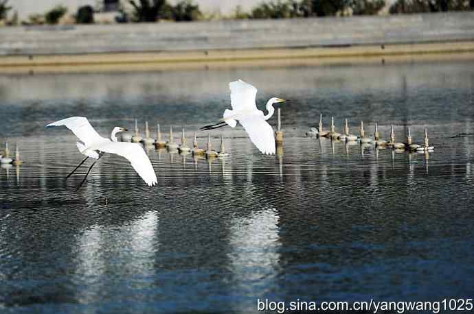 飞(白鹭)2 飞(白鹭)2