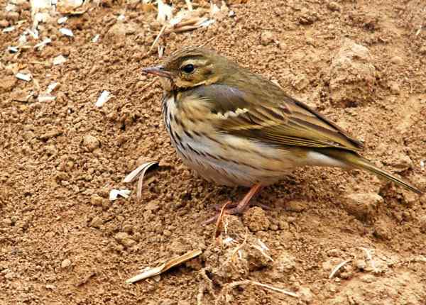 家乡的鸟（5），树鹨（组图）