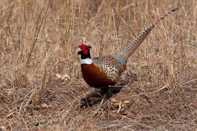 晨光里的环颈雉☆