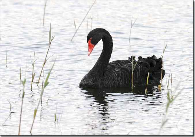  点击图片或使用键盘← →翻页