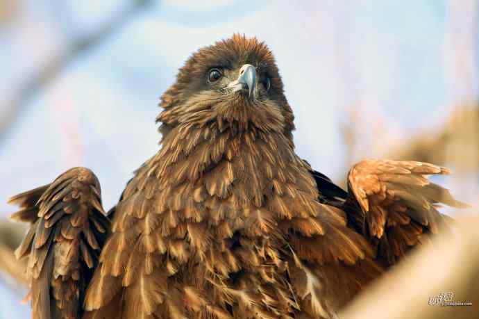 对黑耳鸢K07-012837的12次记录 对黑耳鸢K07-012837的12次记录