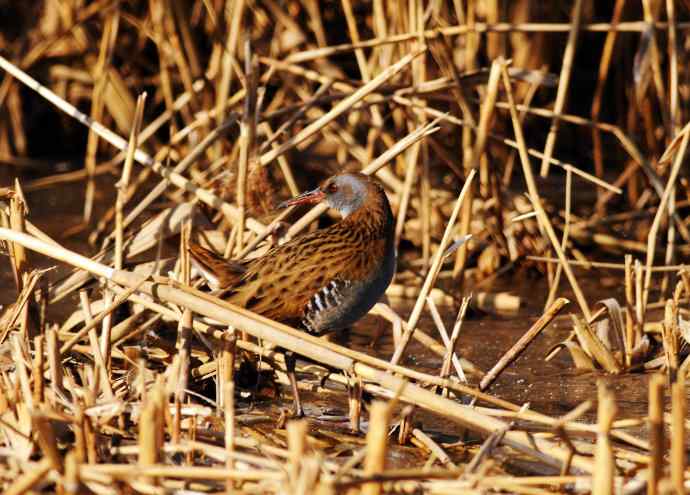 蓝胸秧鸡（记录版）