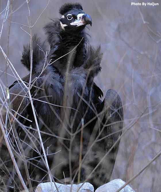 驱车永定河峡谷拍摄秃鹫